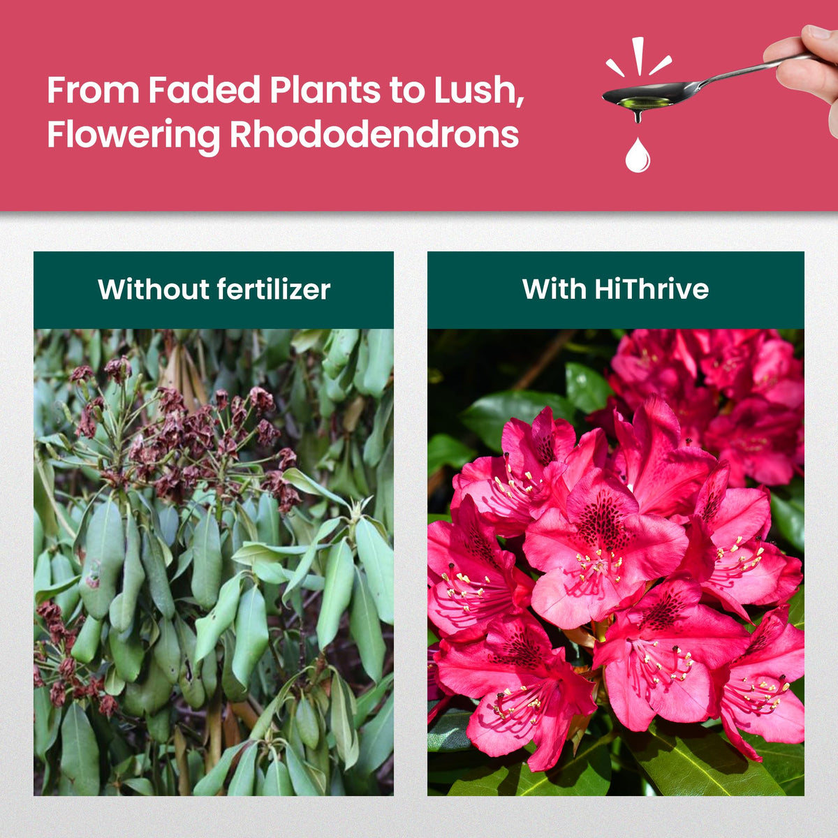 16oz Rhododendron Plant Food F270